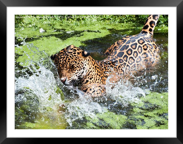 Jaguar Framed Mounted Print by Stef B