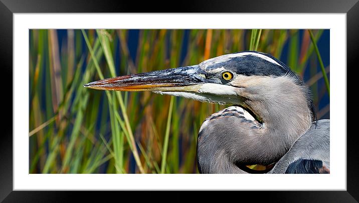 Great Blue Heron Florida Everglades Framed Mounted Print by James Bennett (MBK W
