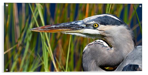 Great Blue Heron Florida Everglades Acrylic by James Bennett (MBK W