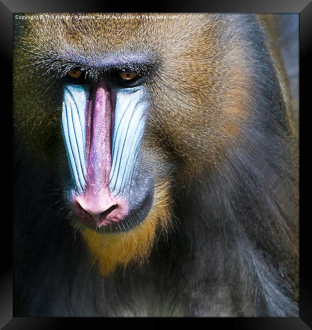 Mandrill Framed Print by Stef B