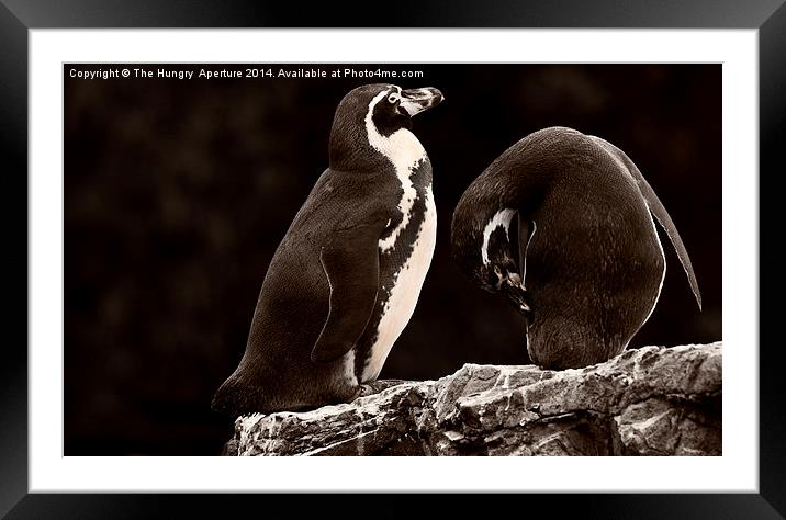 Penguins Framed Mounted Print by Stef B