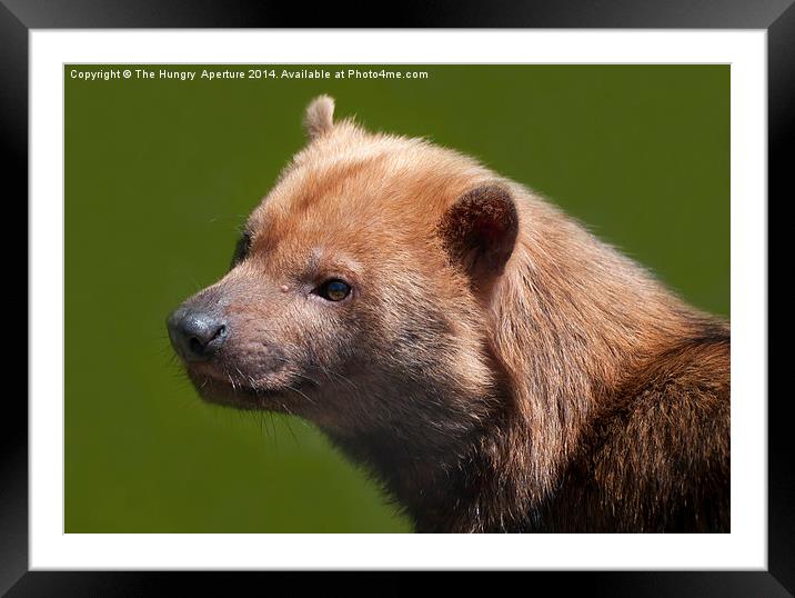 Bush Dog Framed Mounted Print by Stef B