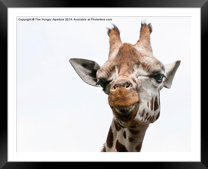 Giraffe Framed Mounted Print by Stef B