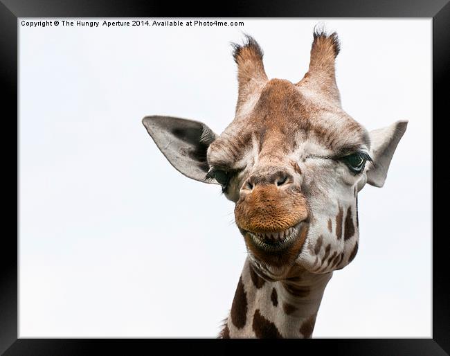 Giraffe Framed Print by Stef B