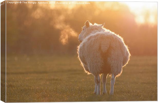 Sheep Canvas Print by Stef B