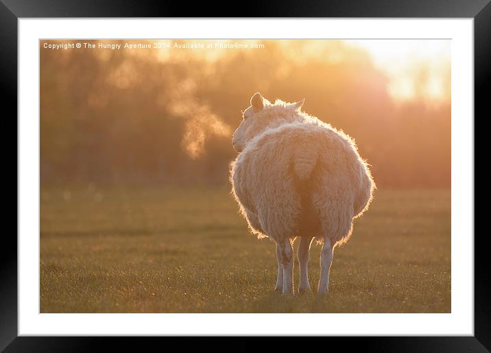 Sheep Framed Mounted Print by Stef B