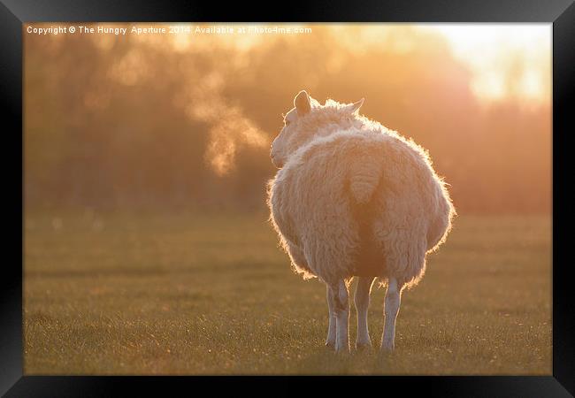 Sheep Framed Print by Stef B