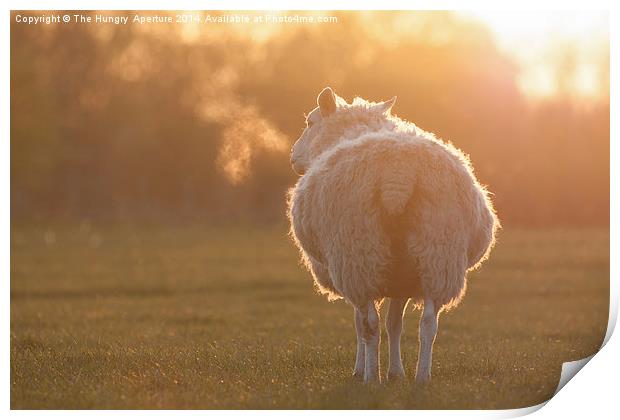 Sheep Print by Stef B
