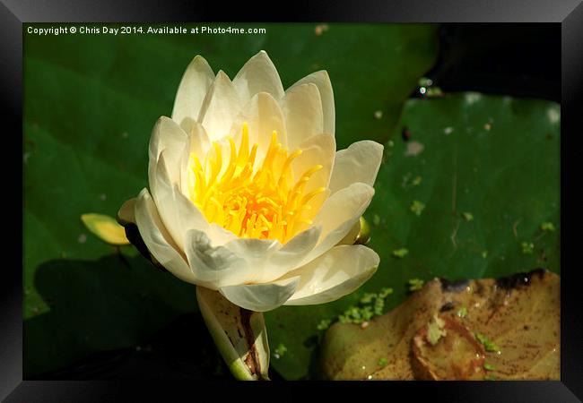 White Water Lily Framed Print by Chris Day