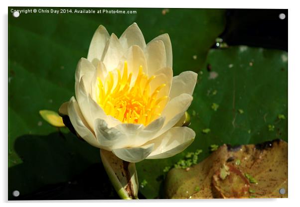 White Water Lily Acrylic by Chris Day