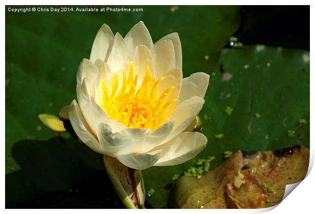 White Water Lily Print by Chris Day