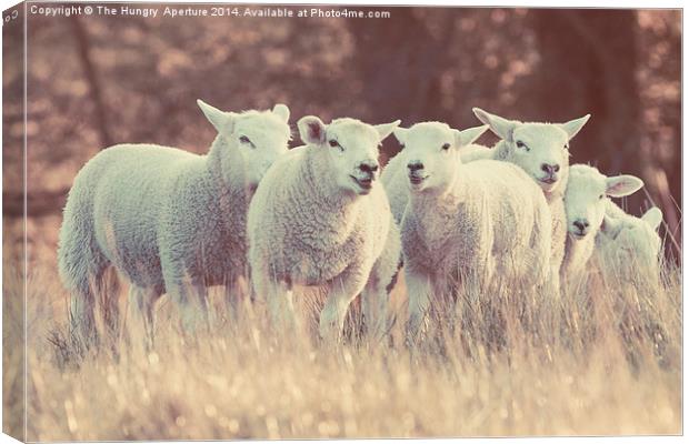 Lambs Canvas Print by Stef B
