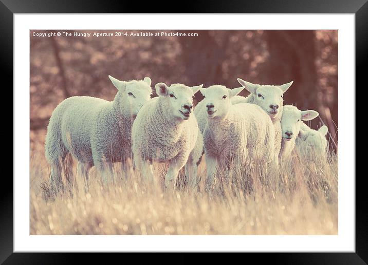 Lambs Framed Mounted Print by Stef B