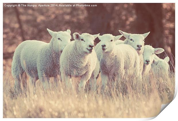 Lambs Print by Stef B