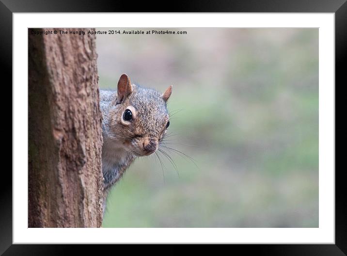Squirrel Framed Mounted Print by Stef B