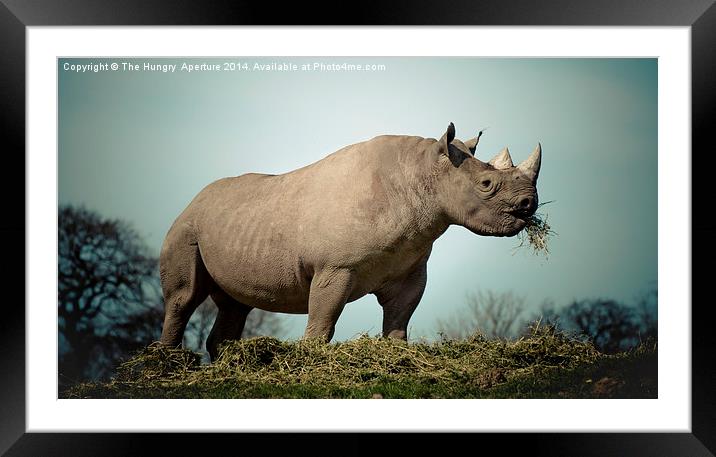 Black Rhinoceros Framed Mounted Print by Stef B
