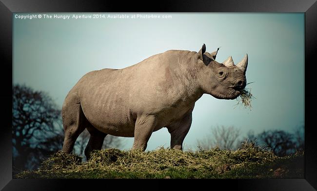 Black Rhinoceros Framed Print by Stef B