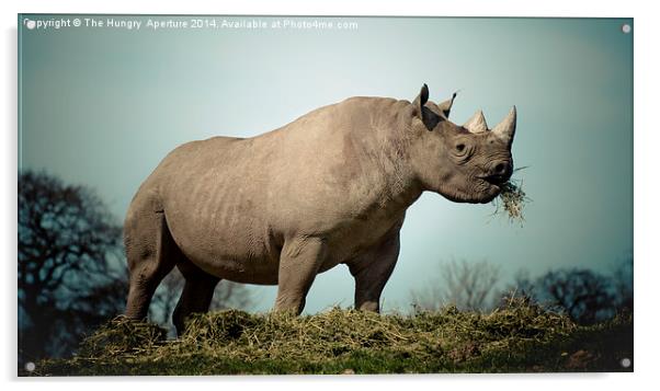 Black Rhinoceros Acrylic by Stef B