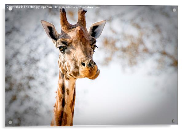 Giraffe Acrylic by Stef B