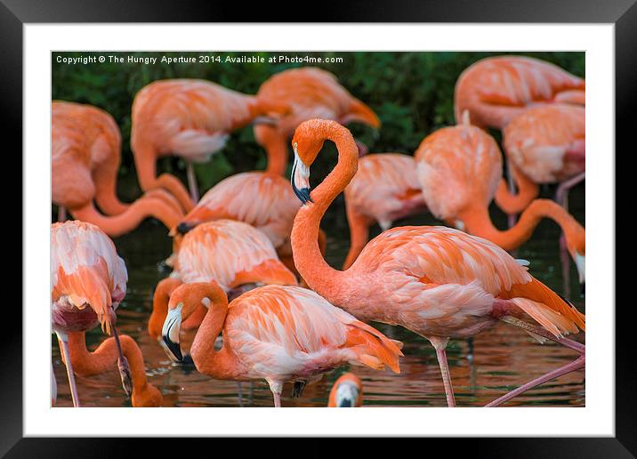 Pink Flamingos Framed Mounted Print by Stef B