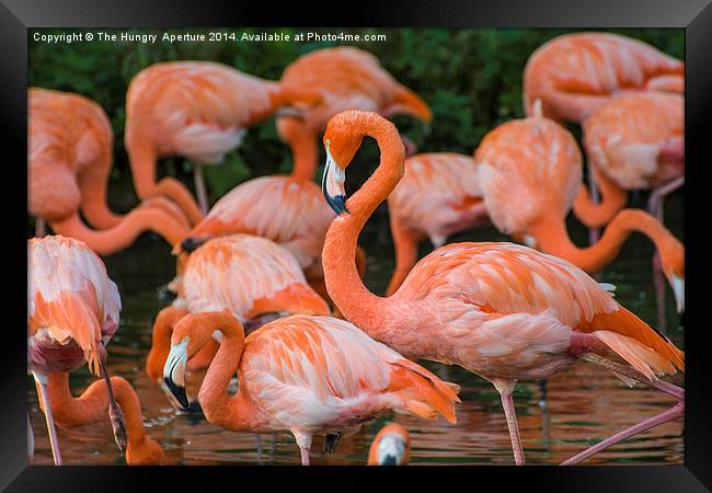 Pink Flamingos Framed Print by Stef B