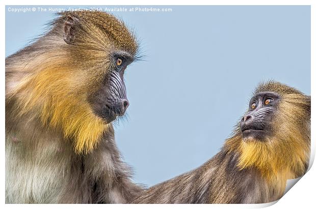 Mandrills Print by Stef B