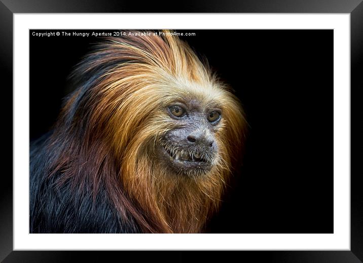 Red Titi Monkey Framed Mounted Print by Stef B