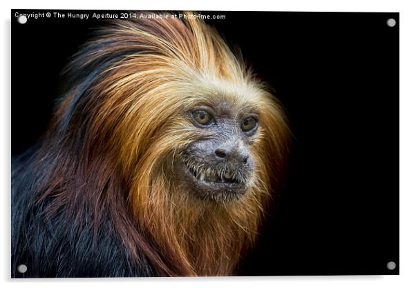 Red Titi Monkey Acrylic by Stef B