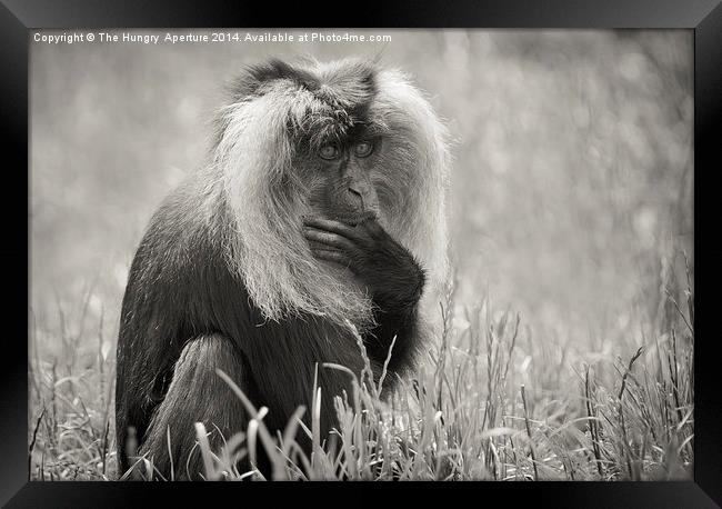 Lion Tailed Macaque Framed Print by Stef B