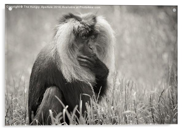 Lion Tailed Macaque Acrylic by Stef B