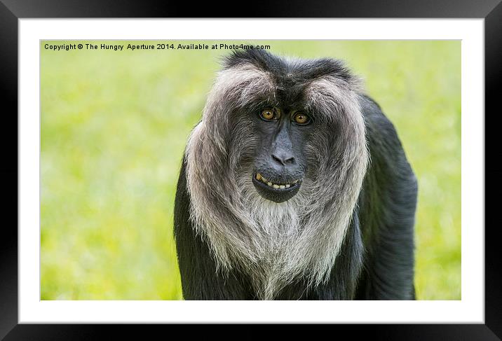 Lion Tailed Macaque Framed Mounted Print by Stef B