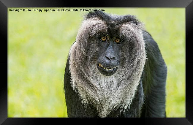 Lion Tailed Macaque Framed Print by Stef B