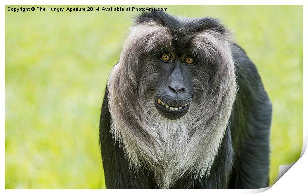 Lion Tailed Macaque Print by Stef B