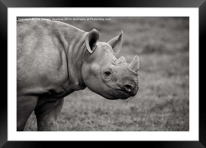 Young Black Rhino Framed Mounted Print by Stef B