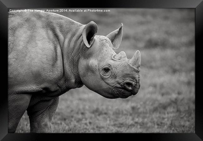 Young Black Rhino Framed Print by Stef B