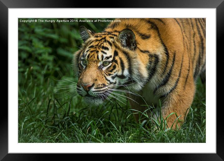 Tiger cub Framed Mounted Print by Stef B