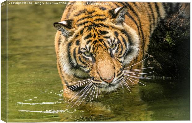 Tiger cub Canvas Print by Stef B