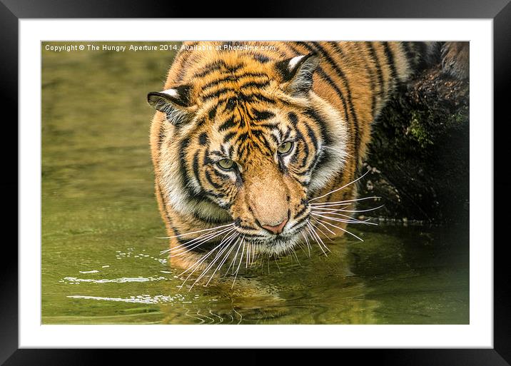 Tiger cub Framed Mounted Print by Stef B