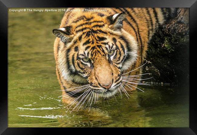 Tiger cub Framed Print by Stef B
