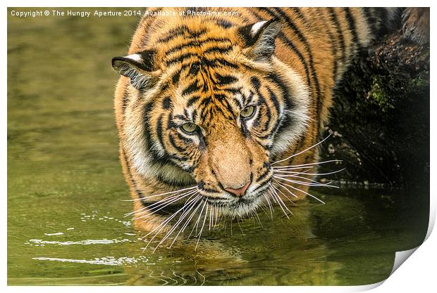 Tiger cub Print by Stef B