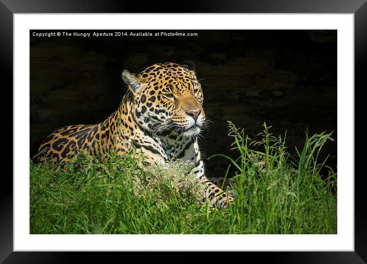 Jaguar Framed Mounted Print by Stef B