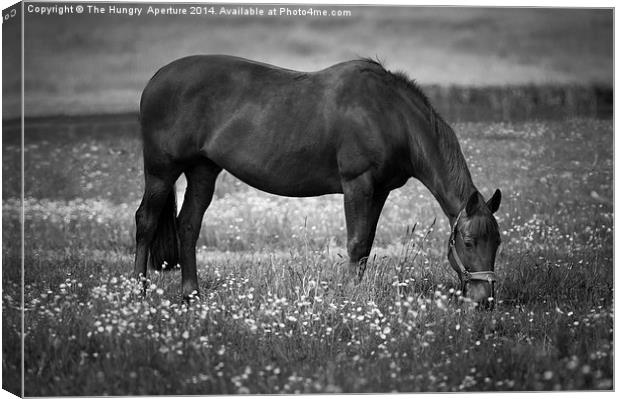 Horse grazing Canvas Print by Stef B