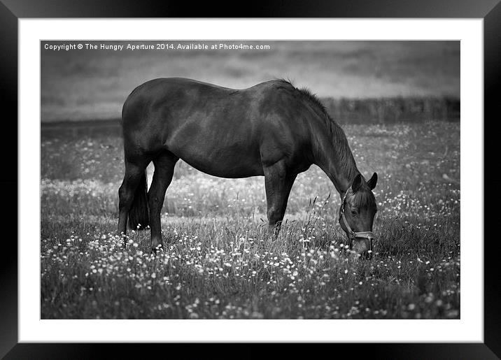 Horse grazing Framed Mounted Print by Stef B