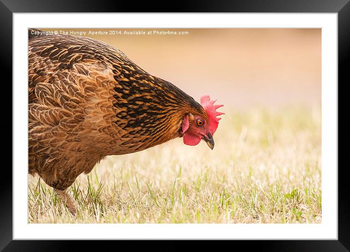 Chicken Framed Mounted Print by Stef B