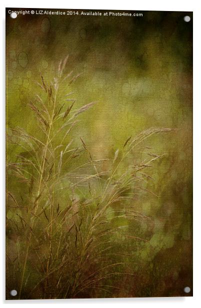 Meadow Grasses Acrylic by LIZ Alderdice