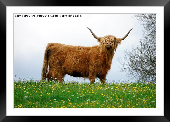 Highland Cow Framed Mounted Print by Glenn Potts