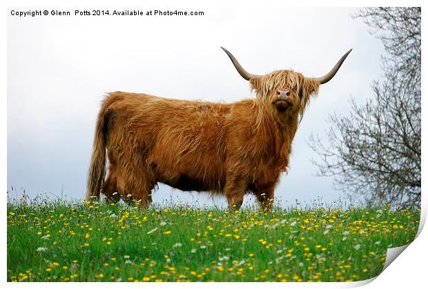 Highland Cow Print by Glenn Potts