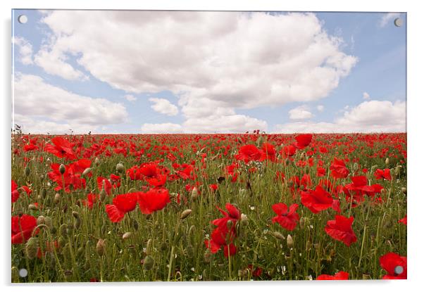 Eynsford Poppies Acrylic by Dawn Cox