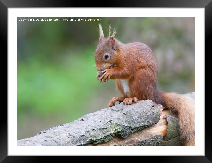 Red Squirrel Framed Mounted Print by Derek Corner