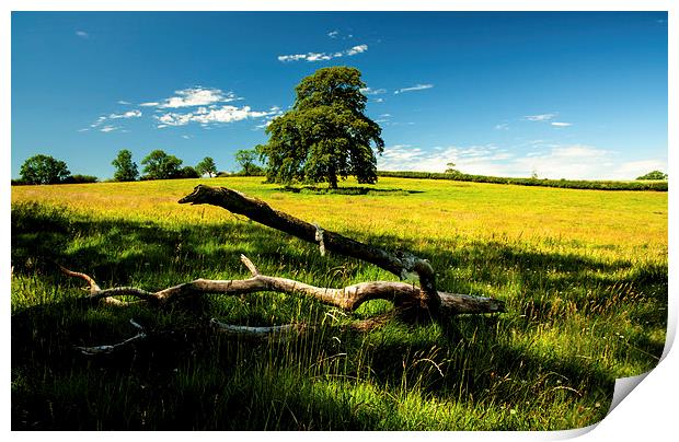 Fallen Branch Print by Steven Garratt